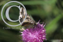 Silver Y Moth