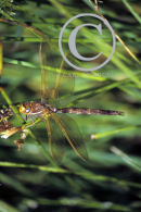 Brown Hawker Dragonfly