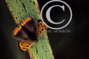 Small Copper Butterfly