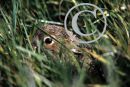 Irish Hare Leveret