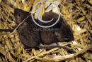 House Mice