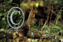 Red Squirrel