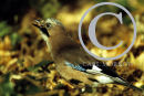 Woodland Jay