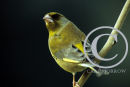 Male Greenfinch