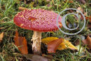 Fly Agaric Fungus