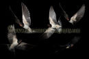 Swallows in flight. (multi layered composite image)
