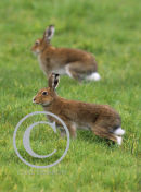 Irish Hares