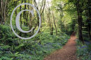 A woodland trail in spring