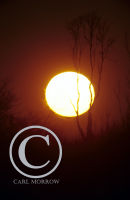 Sunset and Tree silhouette.