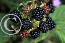 Blackberries.