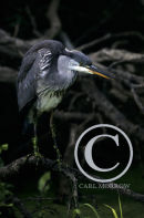 Grey Heron