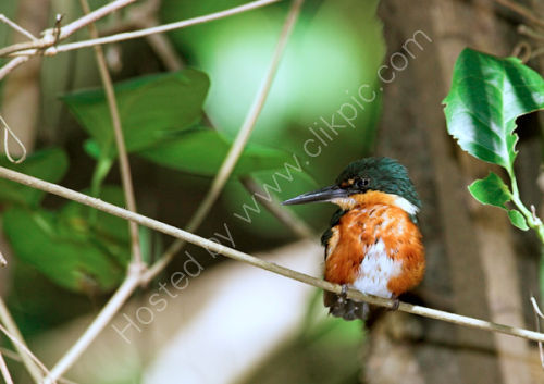 American Pygmy Kingfisher