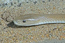 Black Mamba