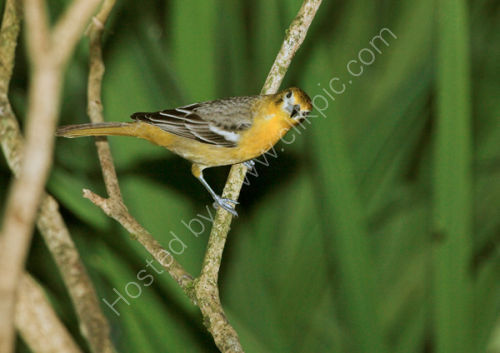 Baltimore Oriole