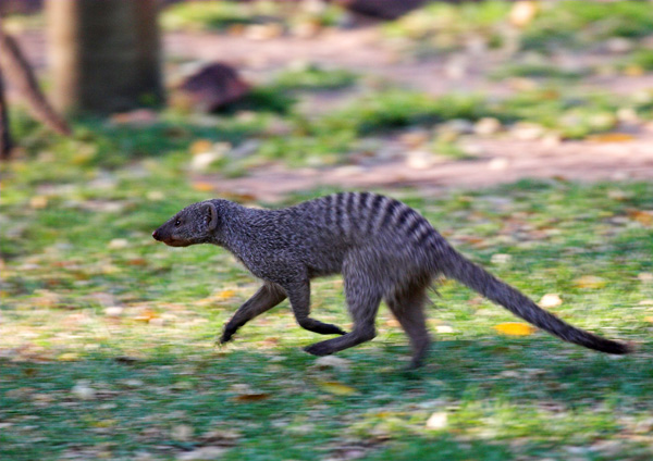 Banded Mongoose