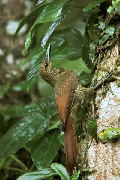 Barred Woodcreeper
