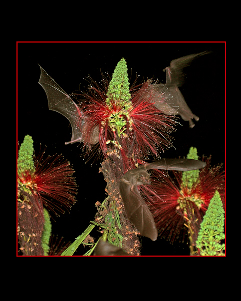 Nectar Bats