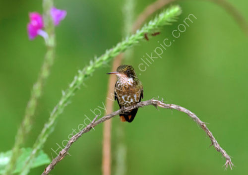Black Crested Coquette