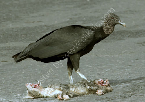 Black Vulture