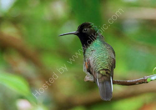 Black-Bellied Hummingbird