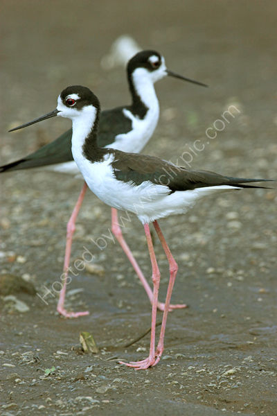Black Necked Stilt