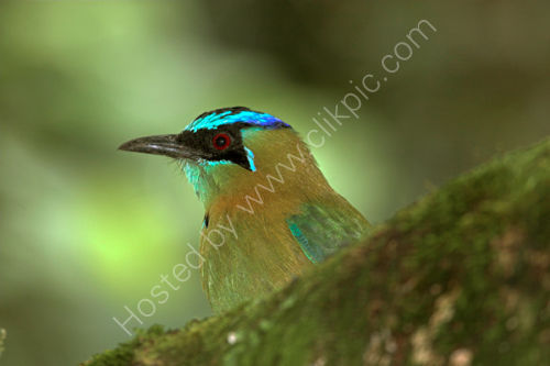 Blue Crowned Motmot