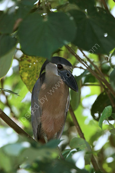 Boat Billed Heron