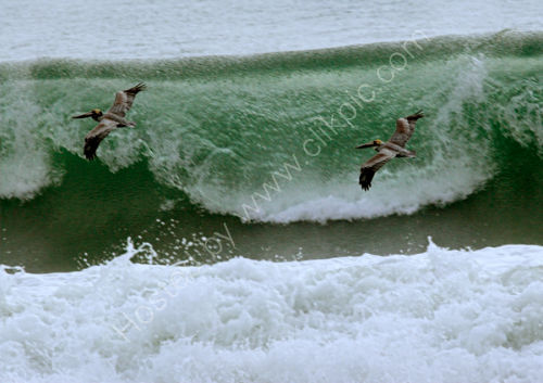 Brown Pelican