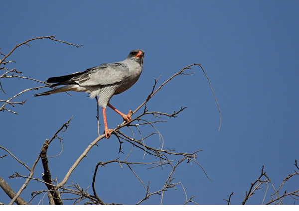 Chanting Goshawk