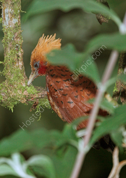 Chestnut colored Woodpecker