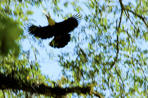 Chestnut Mandibled Toucan