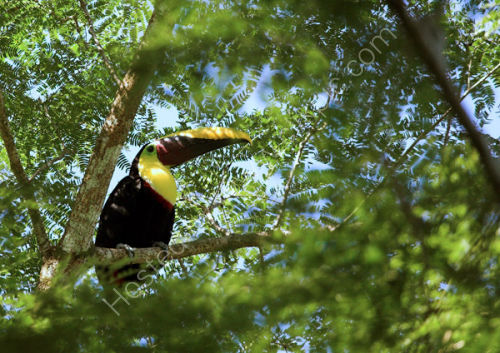 Chestnut Mandibled Toucan