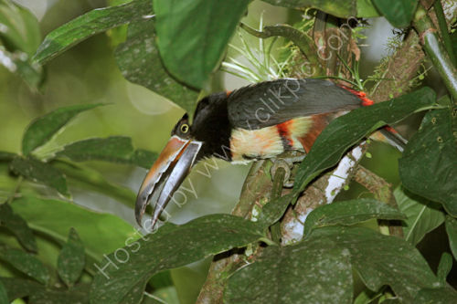 Collared Aracari
