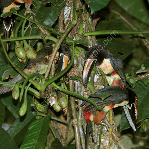 Collared Aracari