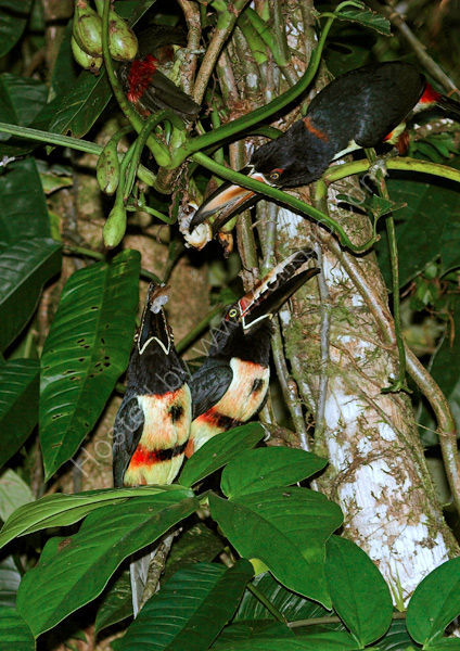 Collared Aracari