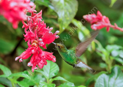 Coppery-headed Emerald