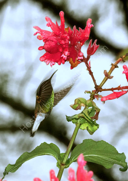 Coppery-headed Emerald