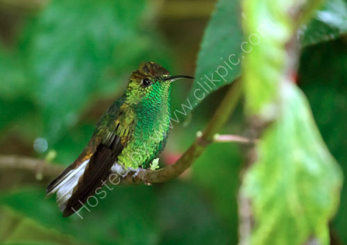 Coppery Headed Emerald