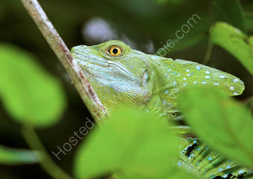 Emerald Basilisk