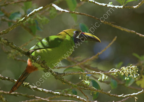Emerald Toucanet