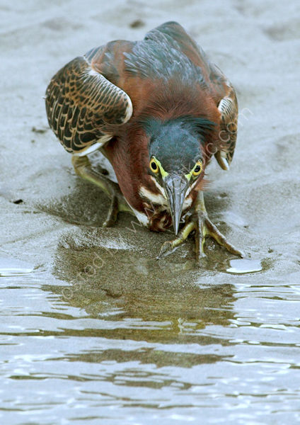Green Heron