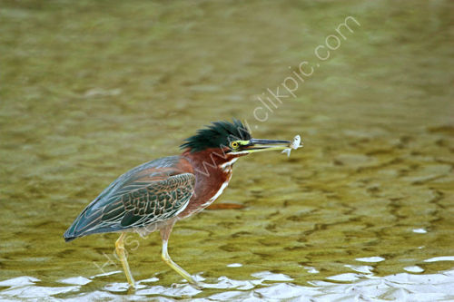 Green Heron