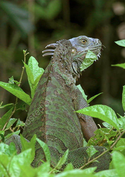 Green Iguana