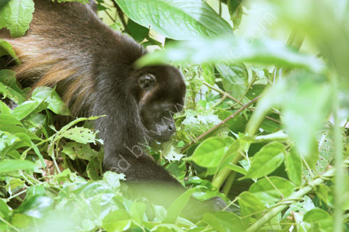 Howler Monkey