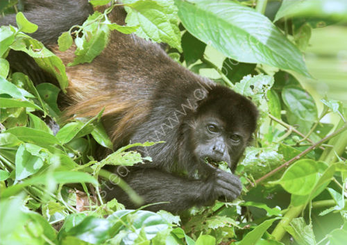 Howler Monkey