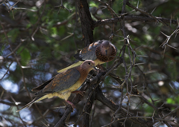 Laughing (Palm) Dove