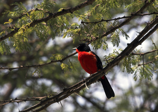 Crimson Breasted Shrike.