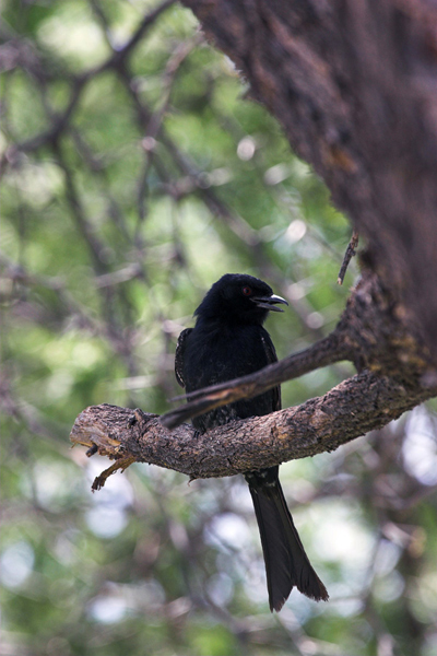 Fork Tailed Drongo
