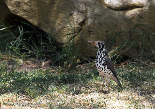 Groundscraper Thrush.
