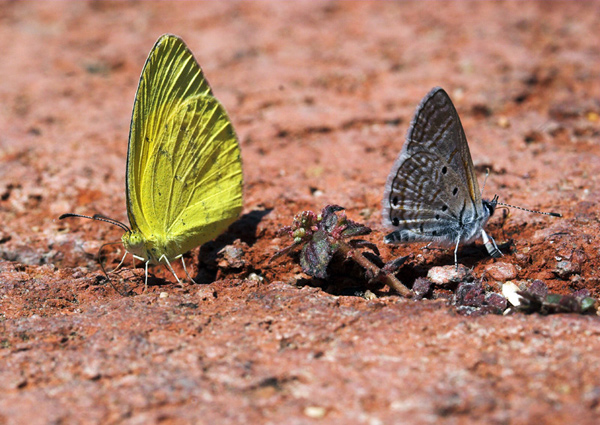 African Clouded Yellow, Lucerne Butterfly on the left and a Topaz Blue on the right.